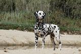 DALMATIEN 273